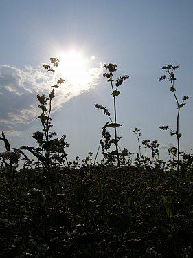 Сумы-Краснополье