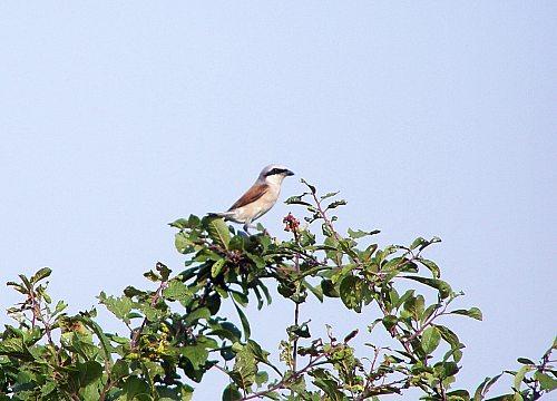 Сумы-Краснополье