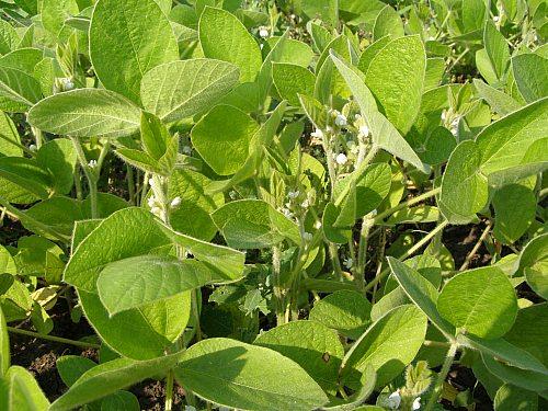 Сумы-Краснополье