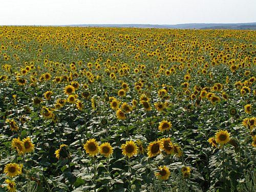 Сумы-Краснополье