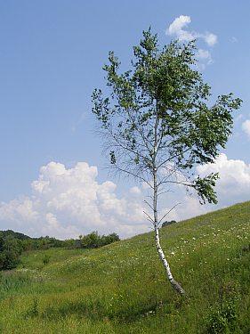 Сумы-Краснополье