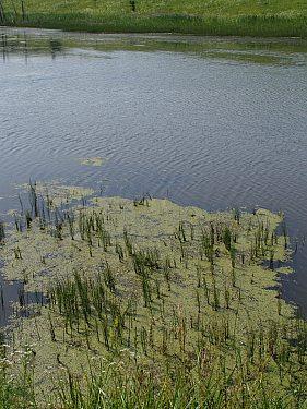 Сумы-Краснополье