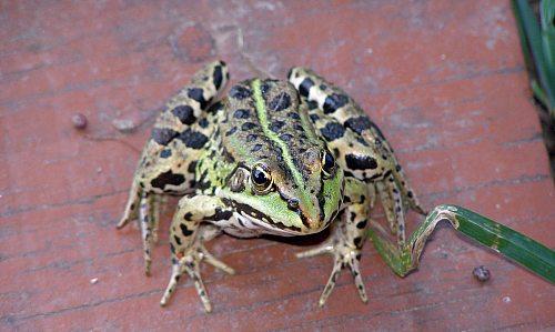 Сумы-Краснополье