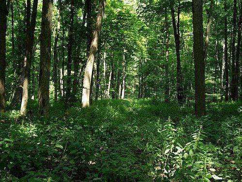 Сумы-Краснополье