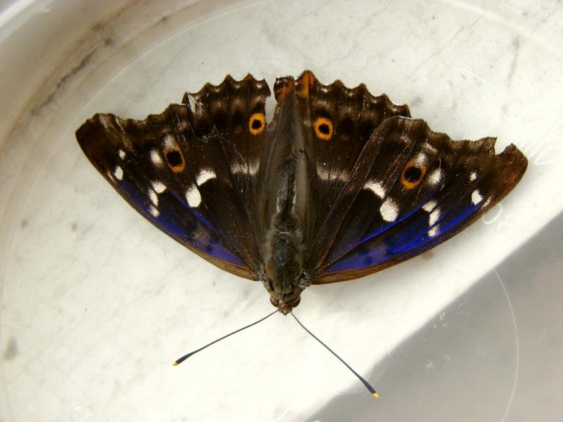 DSC06937