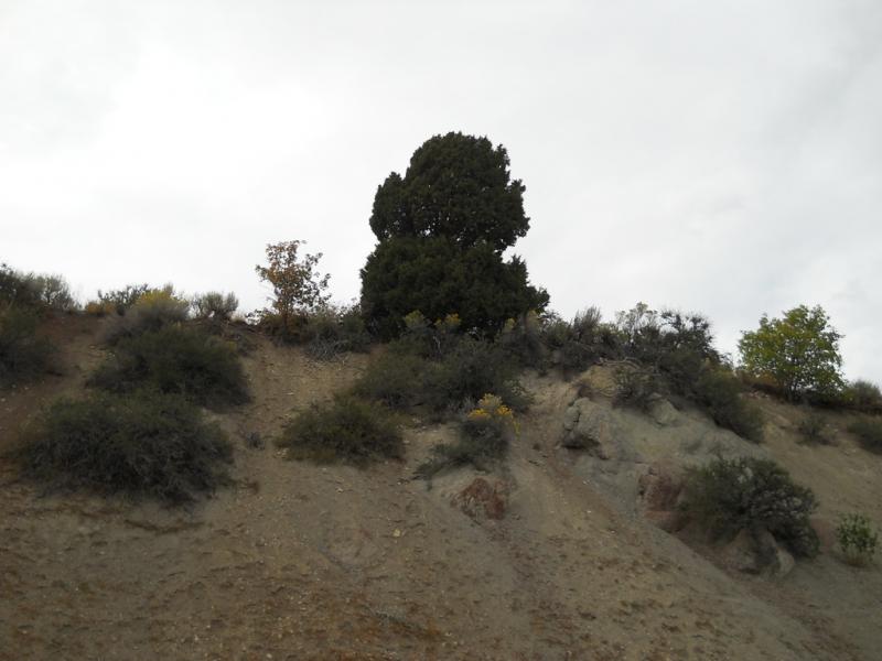 DSCN0786