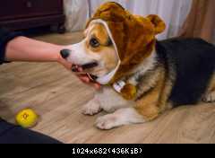 собак