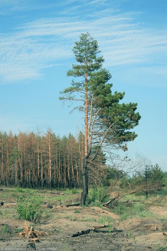 велопоездка 2012 года - Сумы-Белгород-Острогожск-Борисоглебск-Воронеж-Курск-Сумы