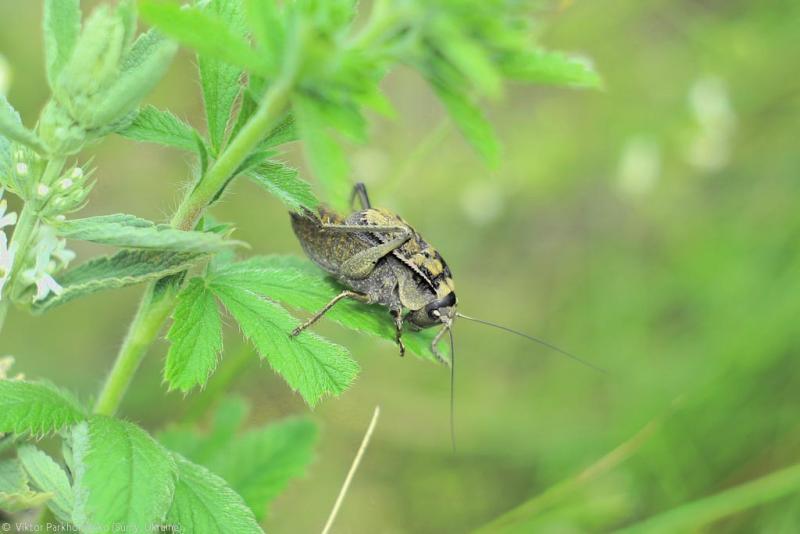 велопоездка 2012 года - Сумы-Белгород-Острогожск-Борисоглебск-Воронеж-Курск-Сумы