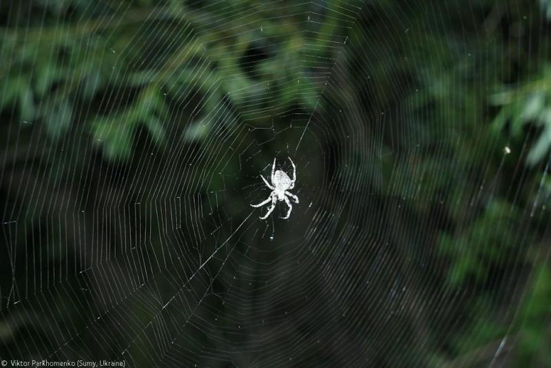 велопоездка 2012 года - Сумы-Белгород-Острогожск-Борисоглебск-Воронеж-Курск-Сумы