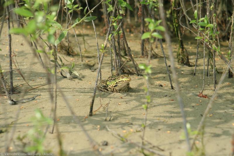 велопоездка 2012 года - Сумы-Белгород-Острогожск-Борисоглебск-Воронеж-Курск-Сумы