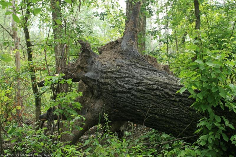 велопоездка 2012 года - Сумы-Белгород-Острогожск-Борисоглебск-Воронеж-Курск-Сумы