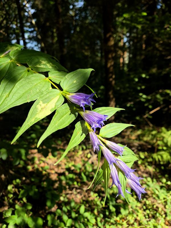 Осінні квіти