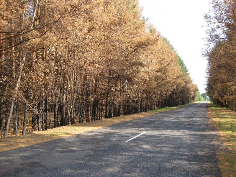 погорелая посадка в Кролевецком районе