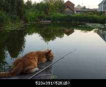кот на рыбалке