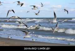 Чорноморськ лютий 2020 птахи (621 2)