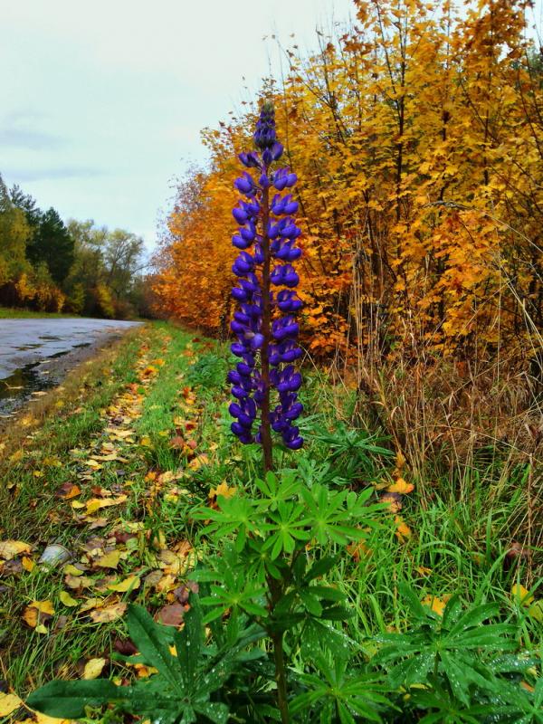 Люпин HDR 1024