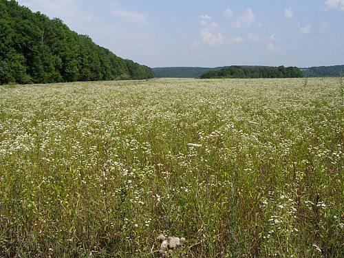 Сумы-Краснополье