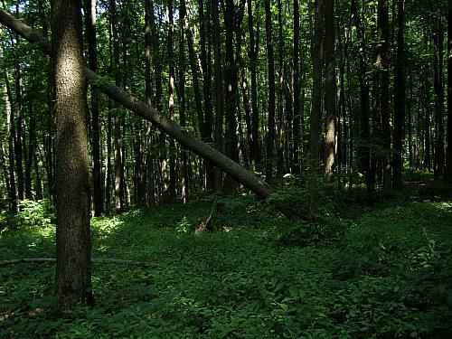 Сумы-Краснополье