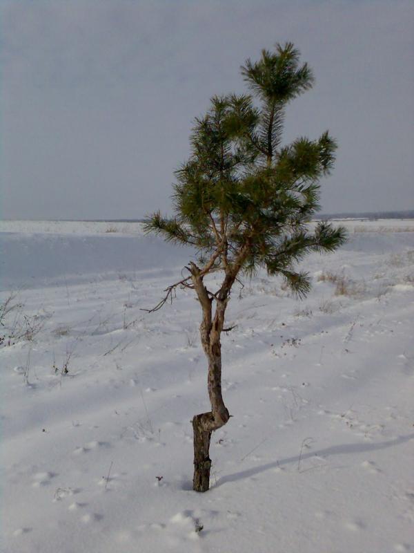 Жизнь