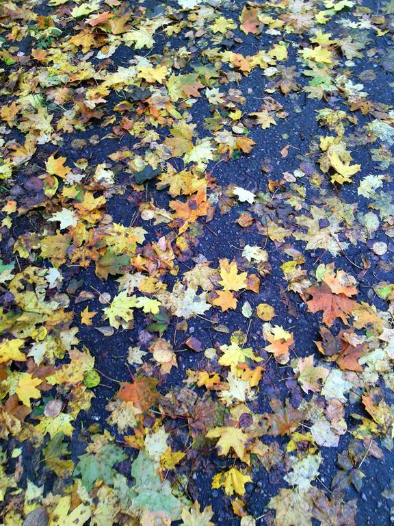 IMG 20161008 110437-п (Copy)
